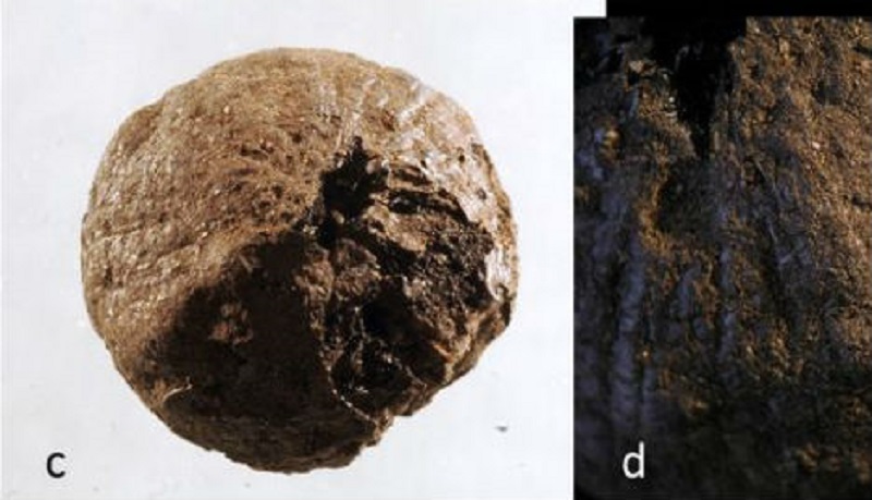 В Швеции нашли лук возрастом 1500 лет