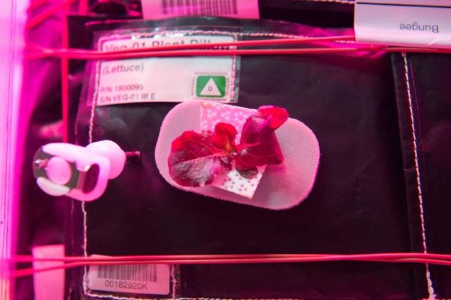 Космонавты впервые съели выращенный на орбите салат