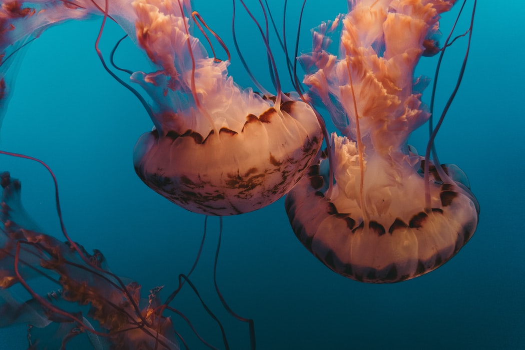 Ученые: медузы заменят рыбу в рационе человека в будущем