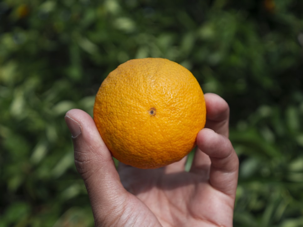 Из испанских апельсинов научились получать электричество