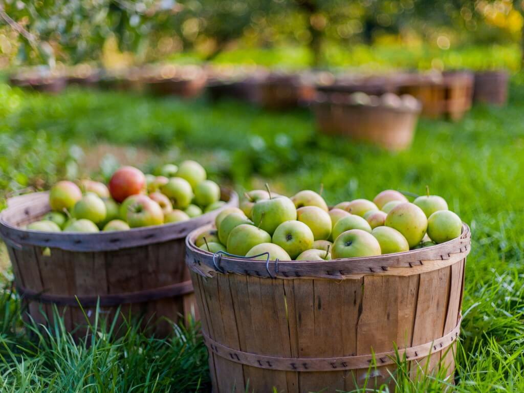 В Калуге впервые проведут яблочный фестиваль